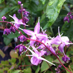 Epimedium grandiflorum Lilac Fairy Lilafee Barrenwort