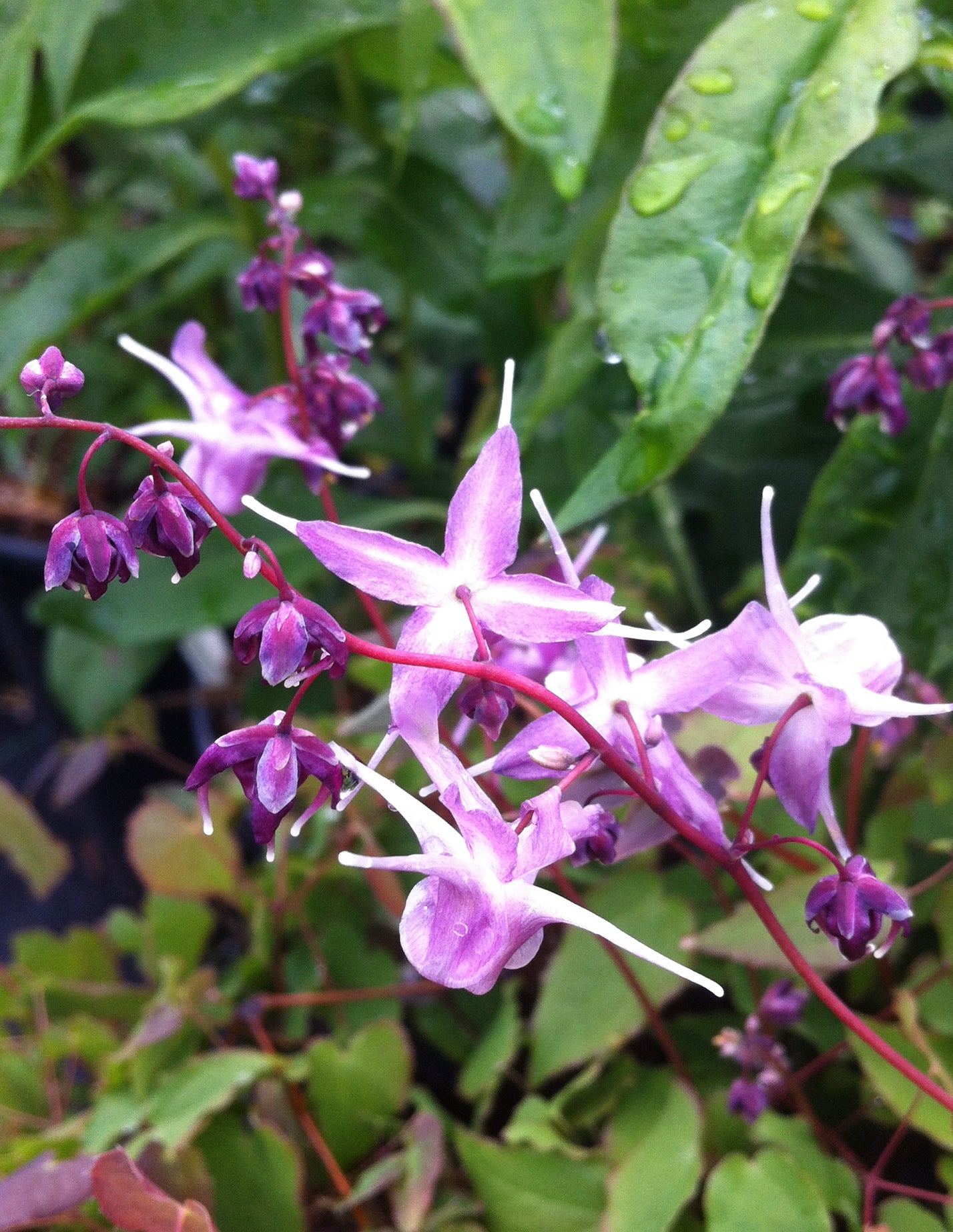 Epimedium grandiflorum Lilac Fairy Lilafee Barrenwort