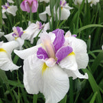 Iris ensata Queen's Tiara Japanese Water Iris