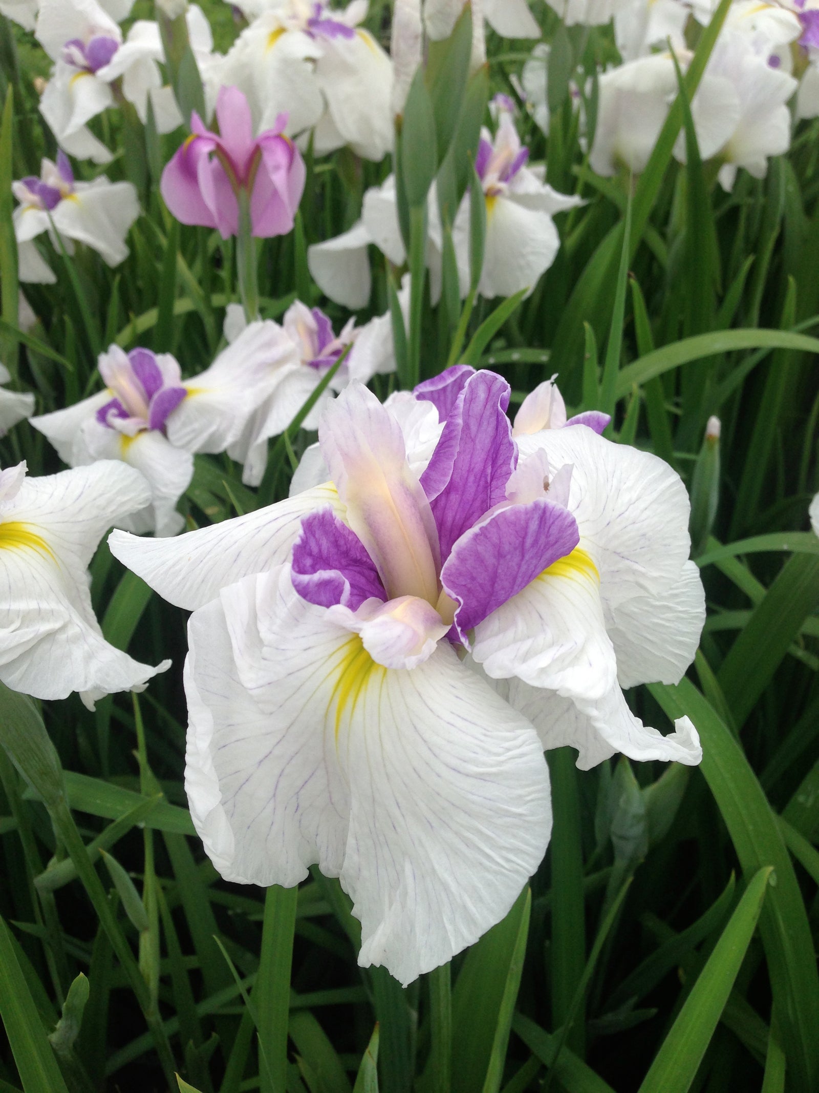 Iris ensata Queen's Tiara Japanese Water Iris