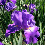 Iris germanica Feedback Tall Bearded Iris