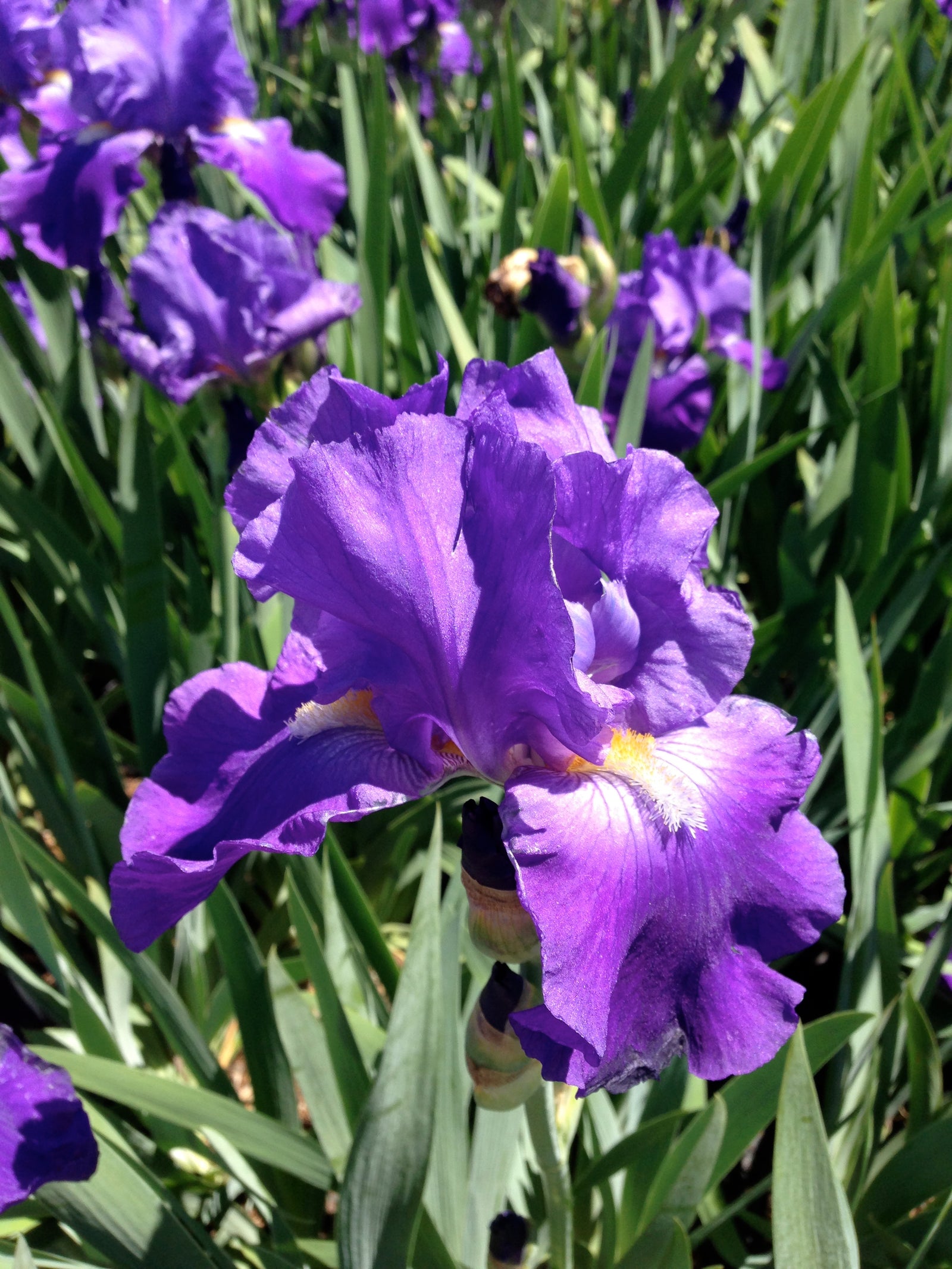 Iris germanica Feedback Tall Bearded Iris