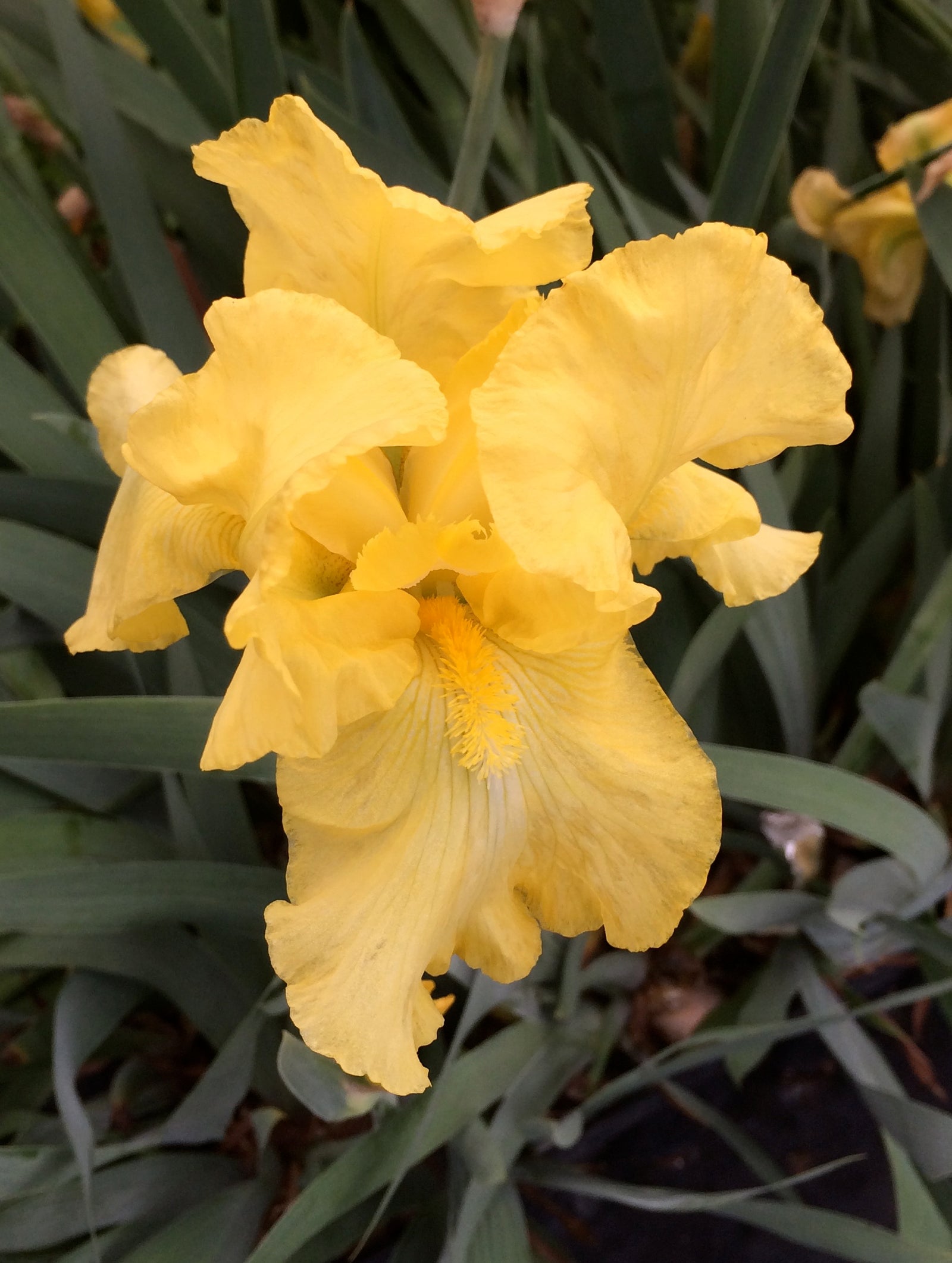 Iris germanica Harvest of Memories Tall Bearded Iris