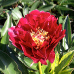 Paeonia Buckeyed Belle Peony
