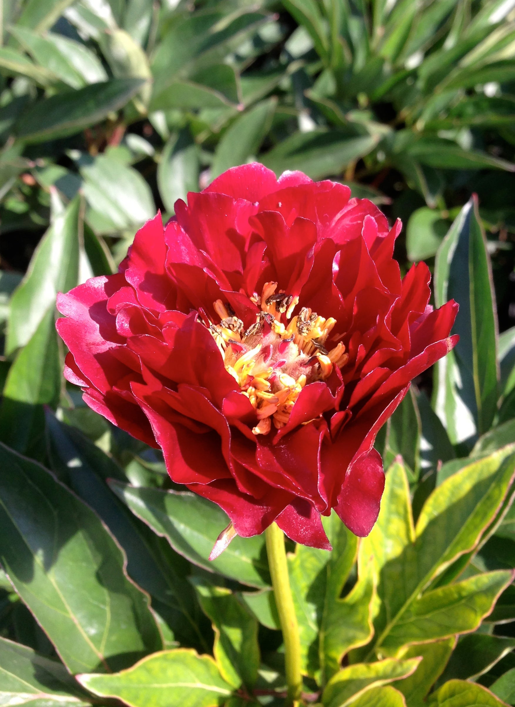Paeonia Buckeyed Belle Peony