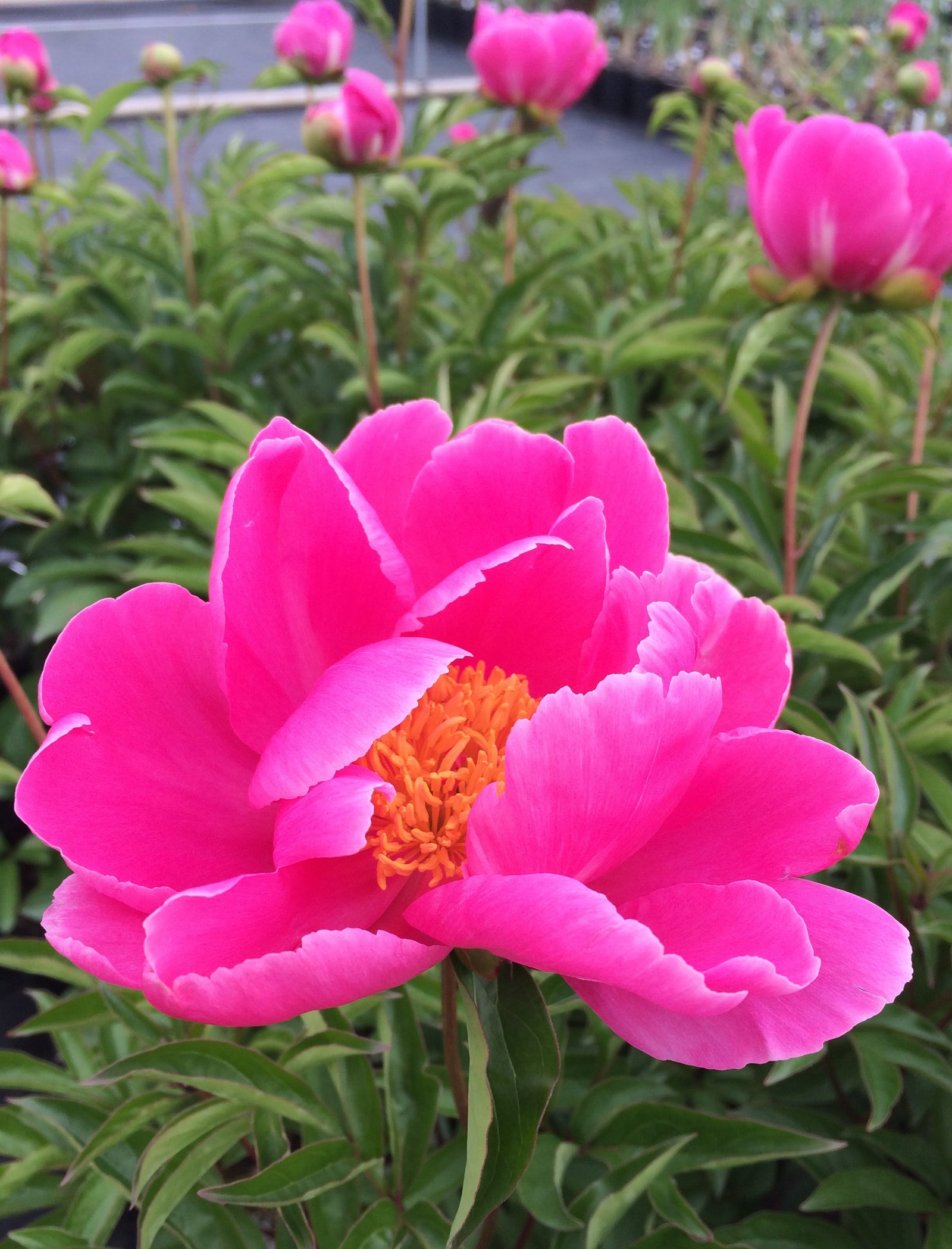 Paeonia Dancing Butterflies Peony