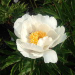 Paeonia Jan Van Leeuwen Peony