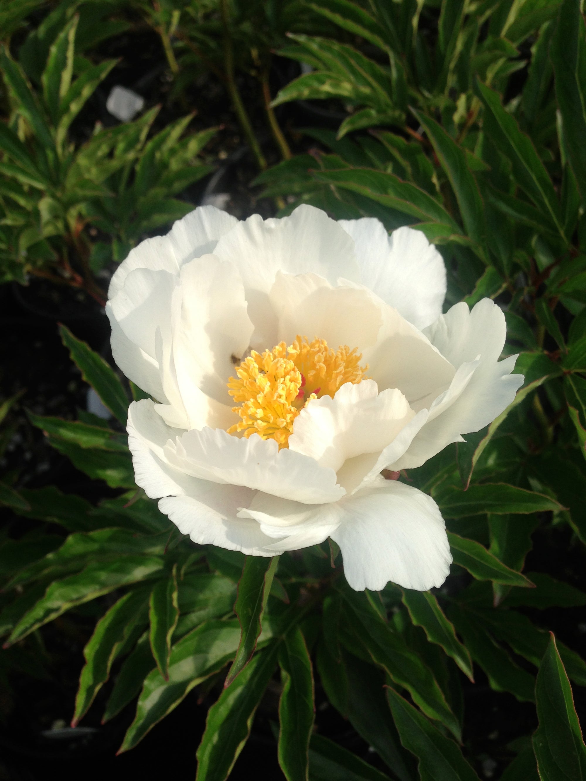 Paeonia Jan Van Leeuwen Peony
