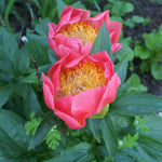 Paeonia Flame Peony