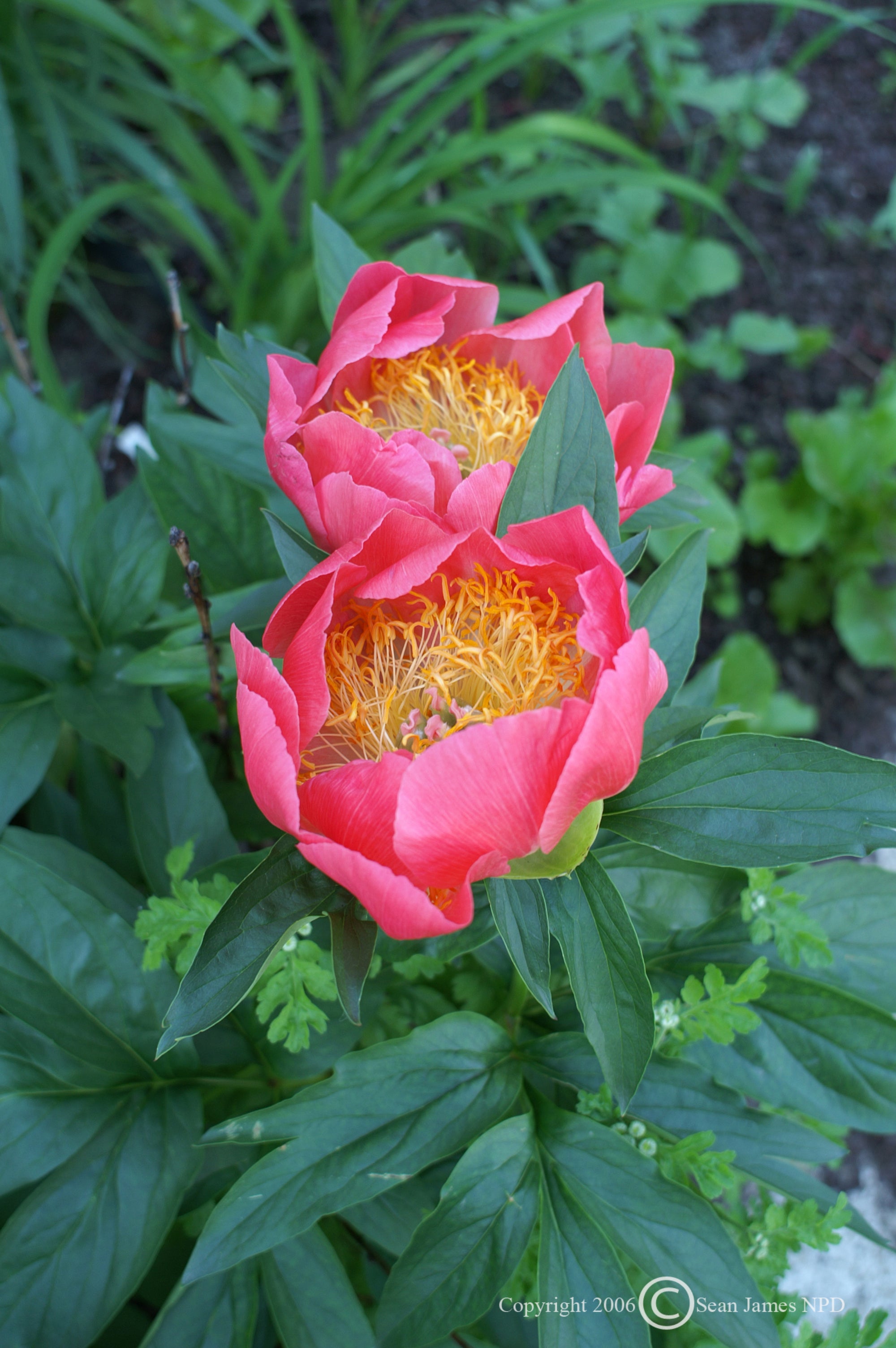Paeonia Flame Peony