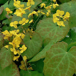 Epimedium x perralchicum Frohnleiten Barrenwort