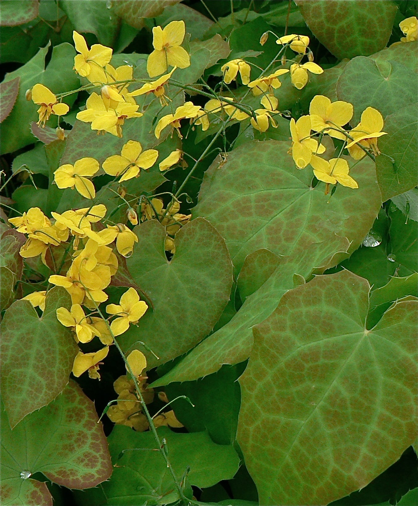 Epimedium x perralchicum Frohnleiten Barrenwort