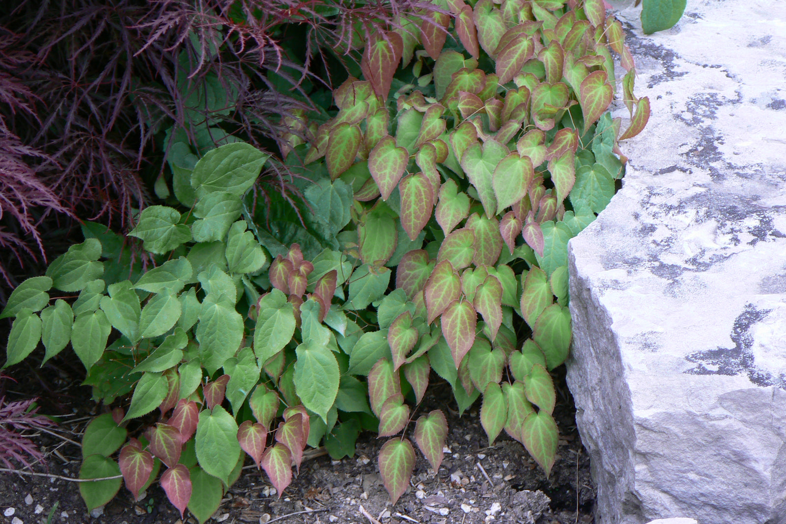 Epimedium rubrum Red Barrenwort