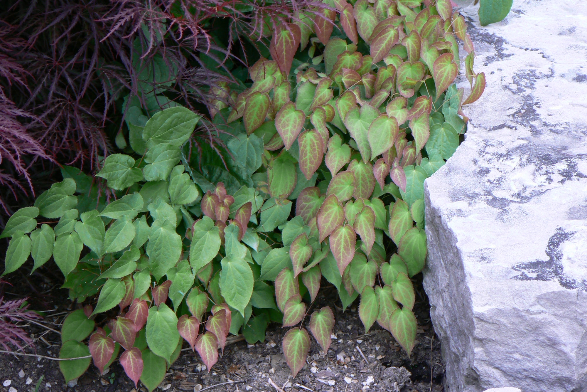 Epimedium rubrum Red Barrenwort