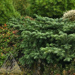 Abies amabilis Spreading Star Spreading Star Silver Fir