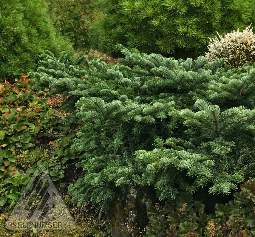 Abies amabilis Spreading Star Spreading Star Silver Fir
