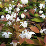 Epimedium x youngianum Niveum Barrenwort