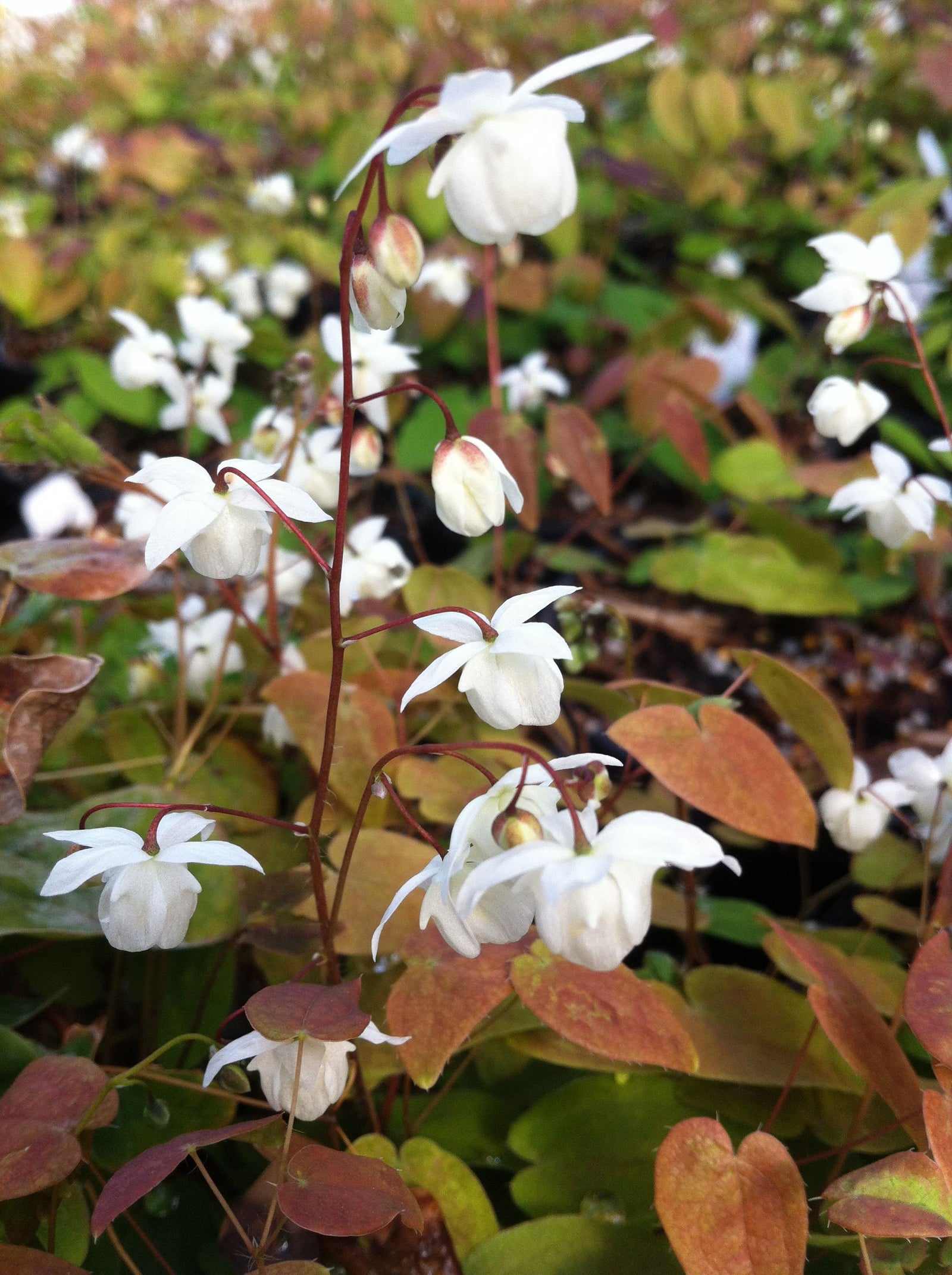 Epimedium x youngianum Niveum Barrenwort
