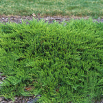 Juniperus sabina Tamariscifolia Tamarix Juniper