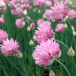 Allium schoenoprasum Forescate Giant flowered Chives