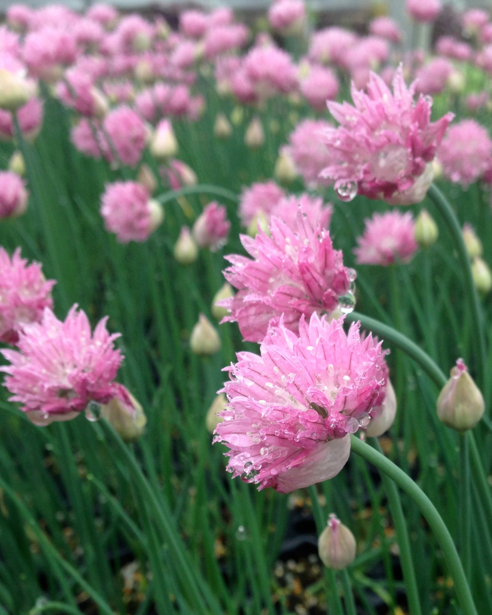 Allium schoenoprasum Forescate Giant flowered Chives