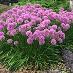 Allium x Millenium Millenium Ornamental Onion
