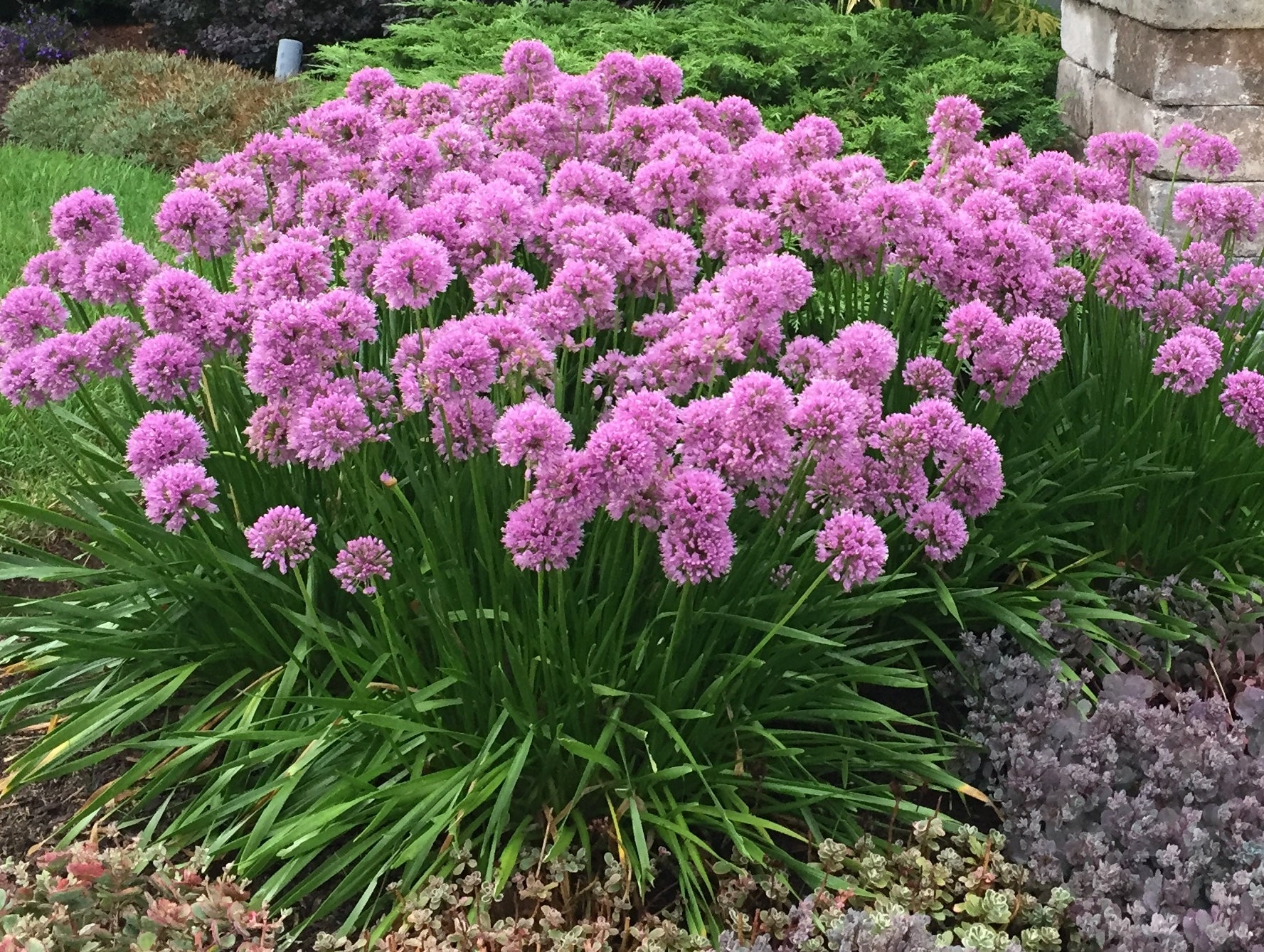 Allium x Millenium Millenium Ornamental Onion