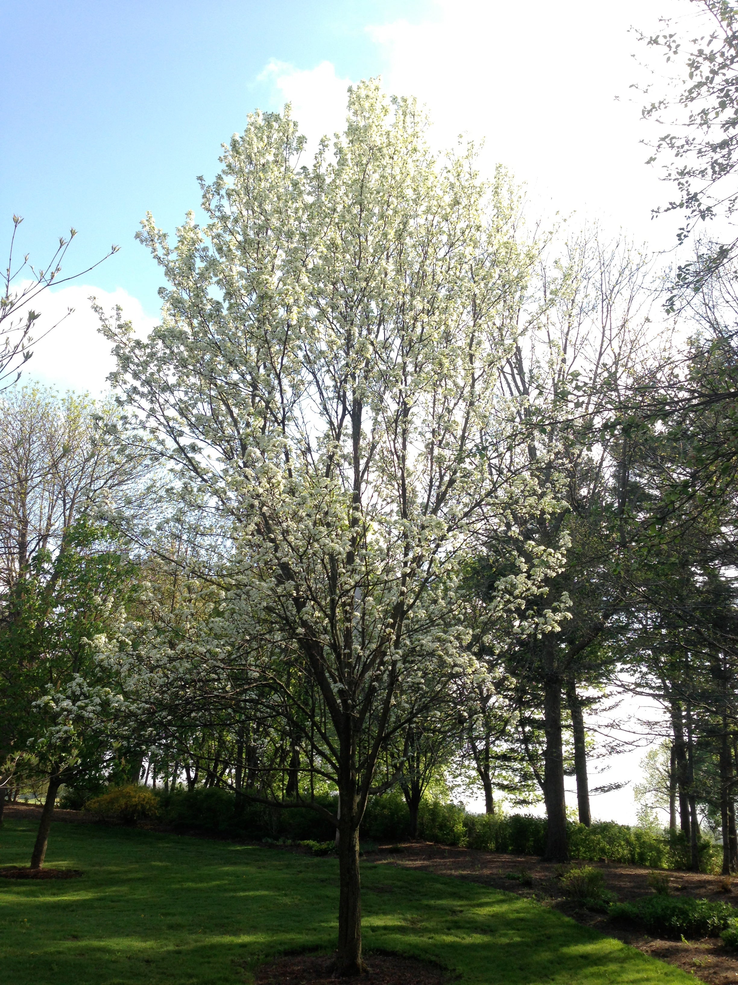 Chantaclear Tree Chanticleer® Ornamental Pear – GardenTap