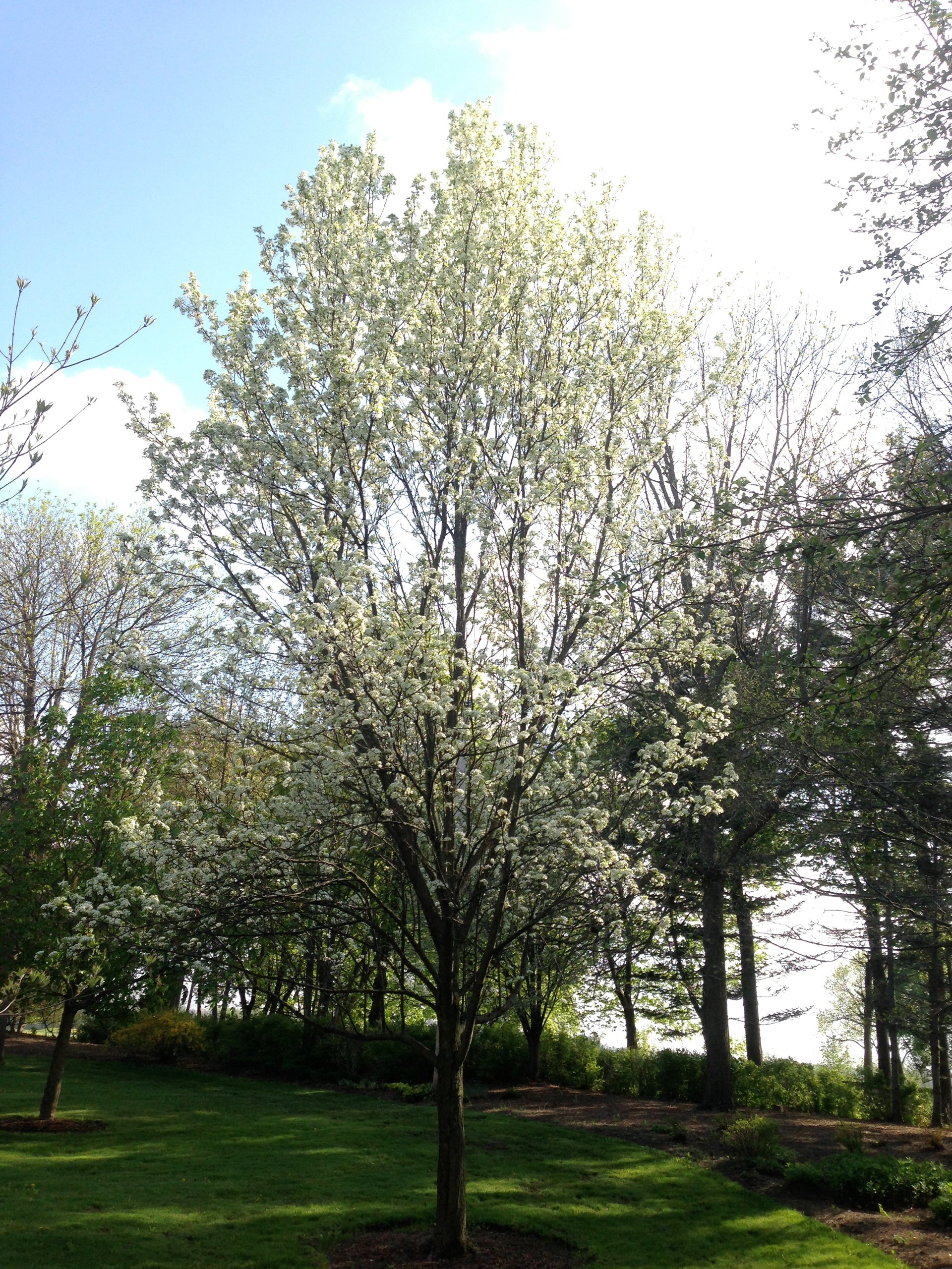 Chanticleer® Ornamental Pear – GardenTap
