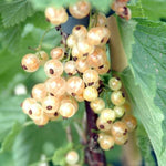 Currant White Pearl White Pearl Currant