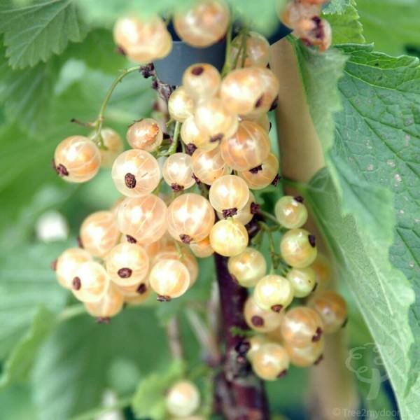 Currant White Pearl White Pearl Currant