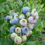Blueberry Bluecrop Bluecrop Blueberry