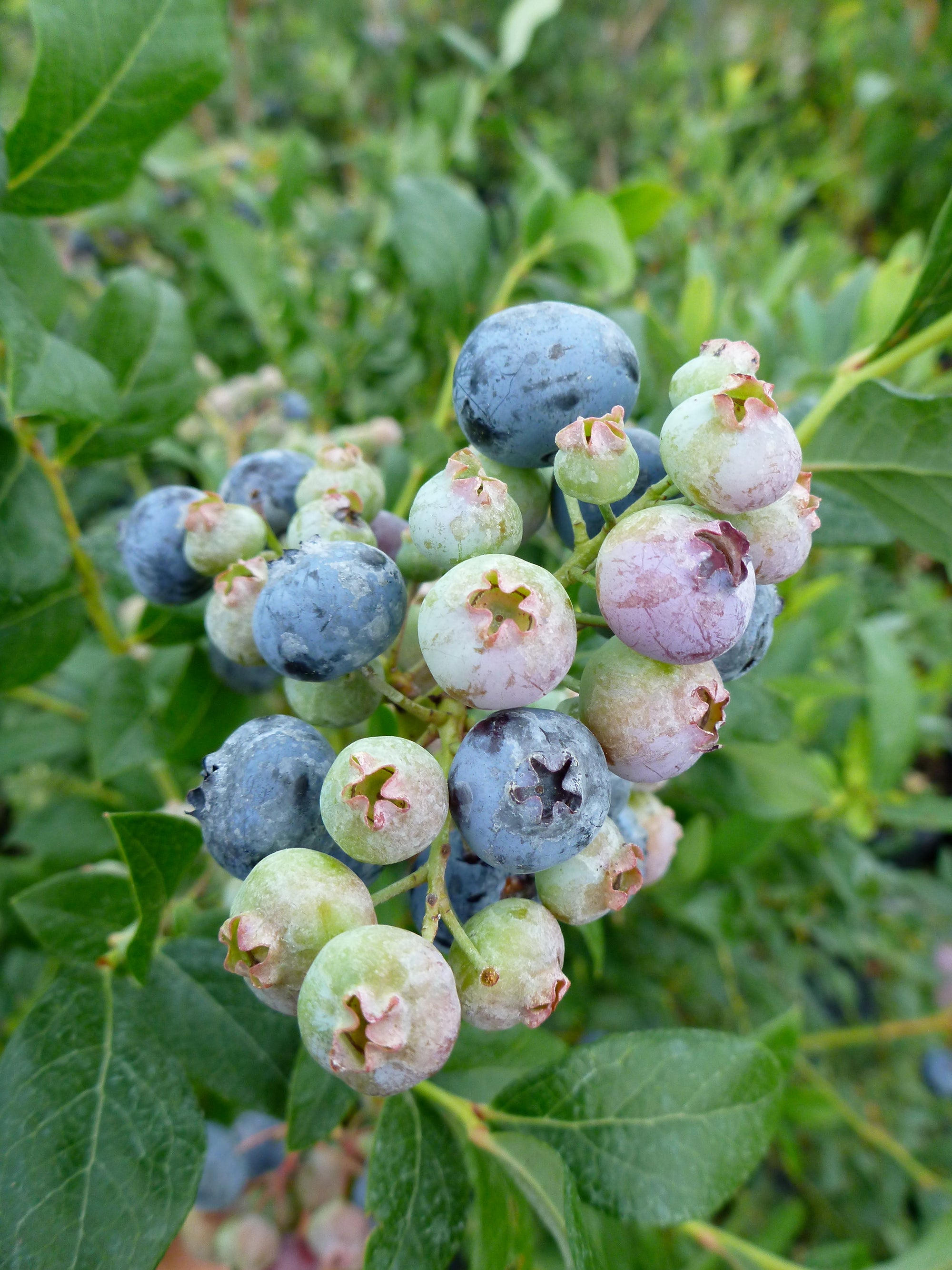 Blueberry Bluecrop Bluecrop Blueberry