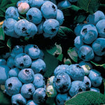 Blueberry Blueray Blueray Blueberry