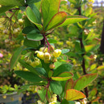 Berberis thunbergii Emerald Carousel Tara Emerald Carousel Barberry