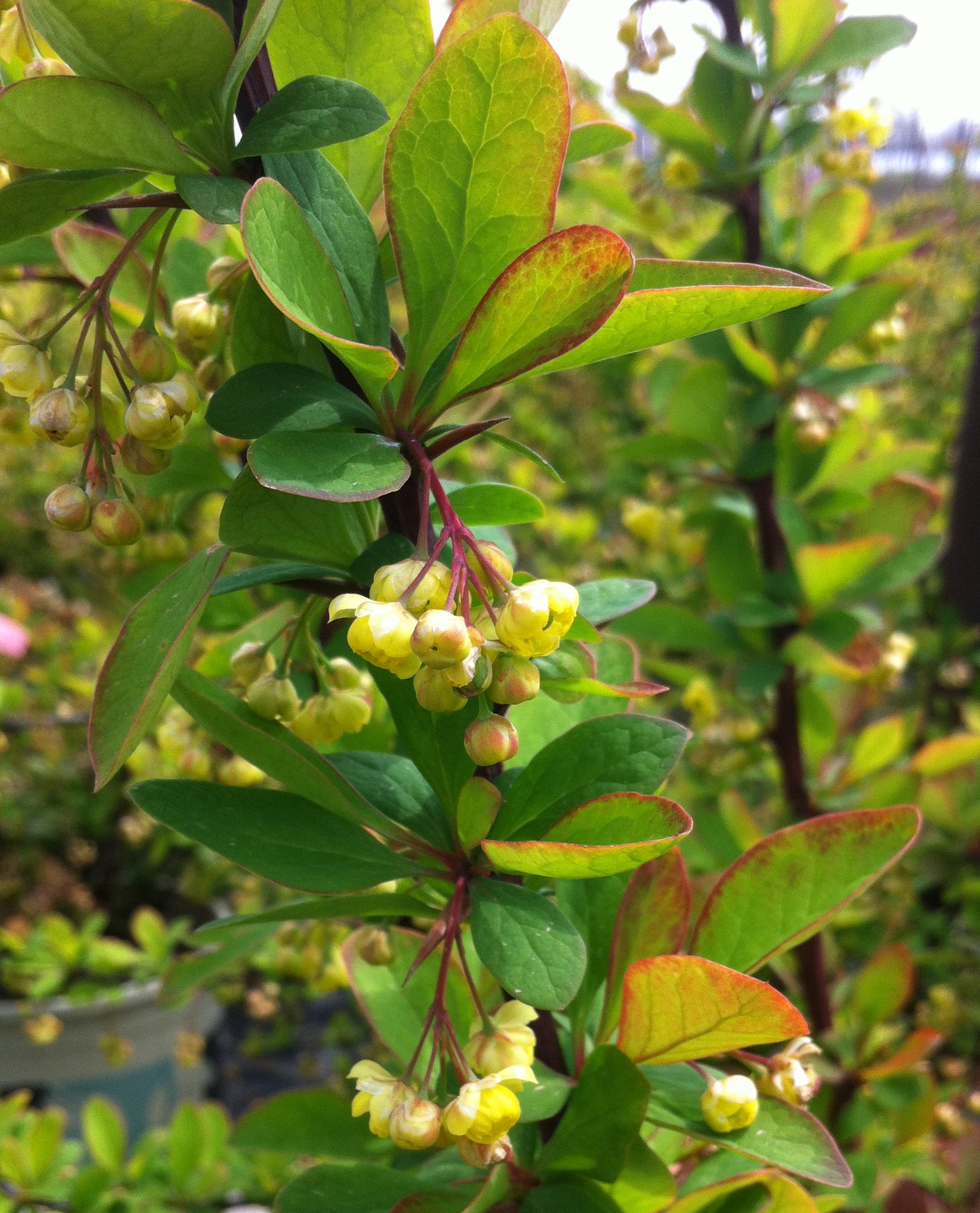 Berberis thunbergii Emerald Carousel Tara Emerald Carousel Barberry