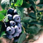 Blueberry Chippewa Chippewa Blueberry