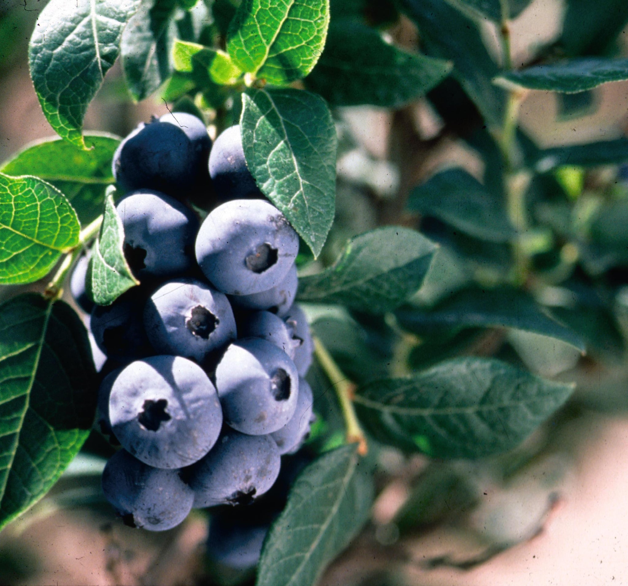 Blueberry Chippewa Chippewa Blueberry