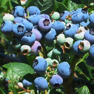 Blueberry Elliott Elliott Blueberry