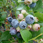 Blueberry Reka Reka Blueberry