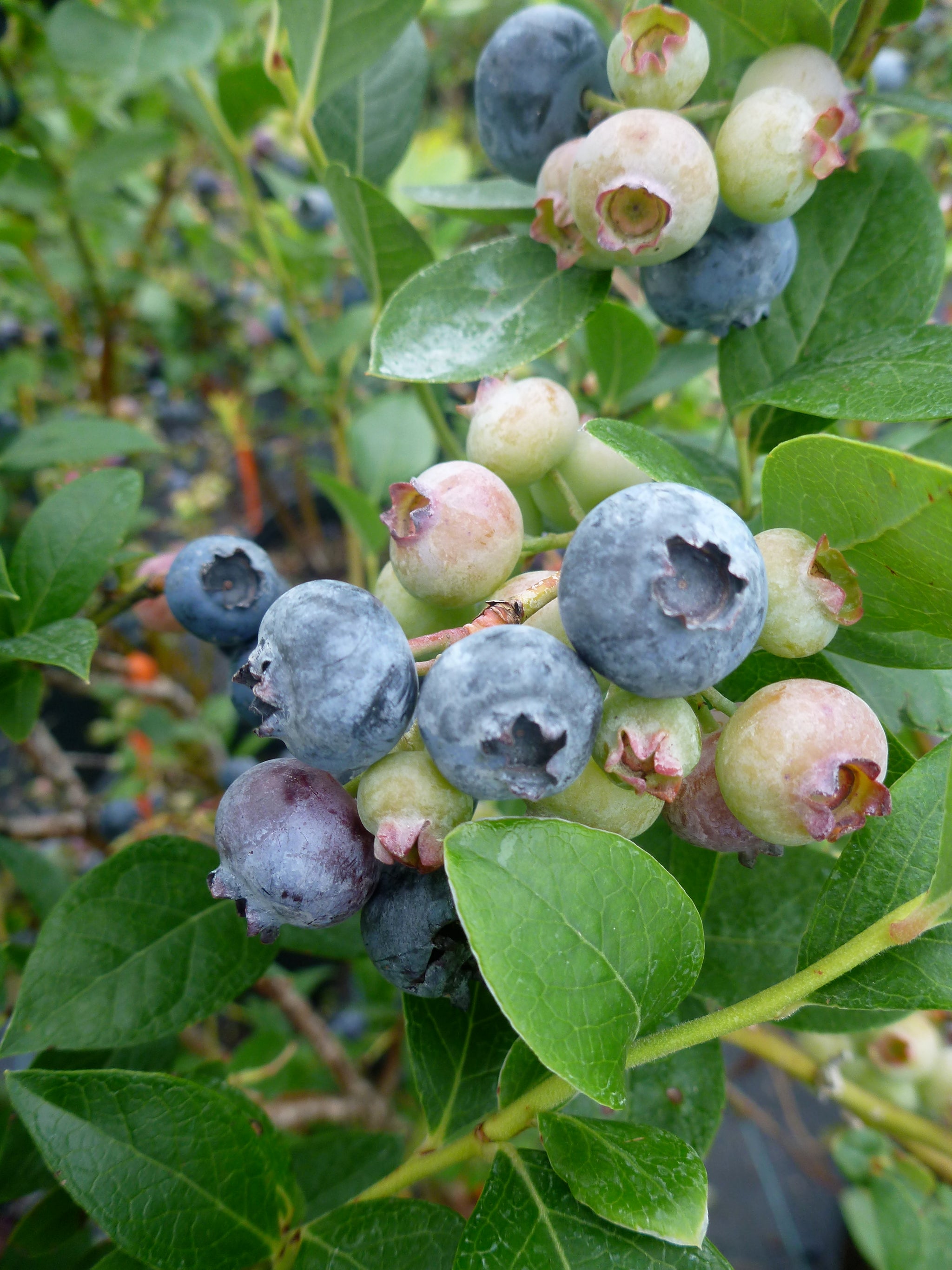 Blueberry Reka Reka Blueberry