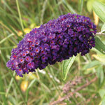 Buddleia davidii Black Knight Black Knight Butterfly Bush