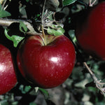 Apple Sweet Sixteen Sweet Sixteen Apple