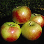 Apple Wealthy Wealthy Apple