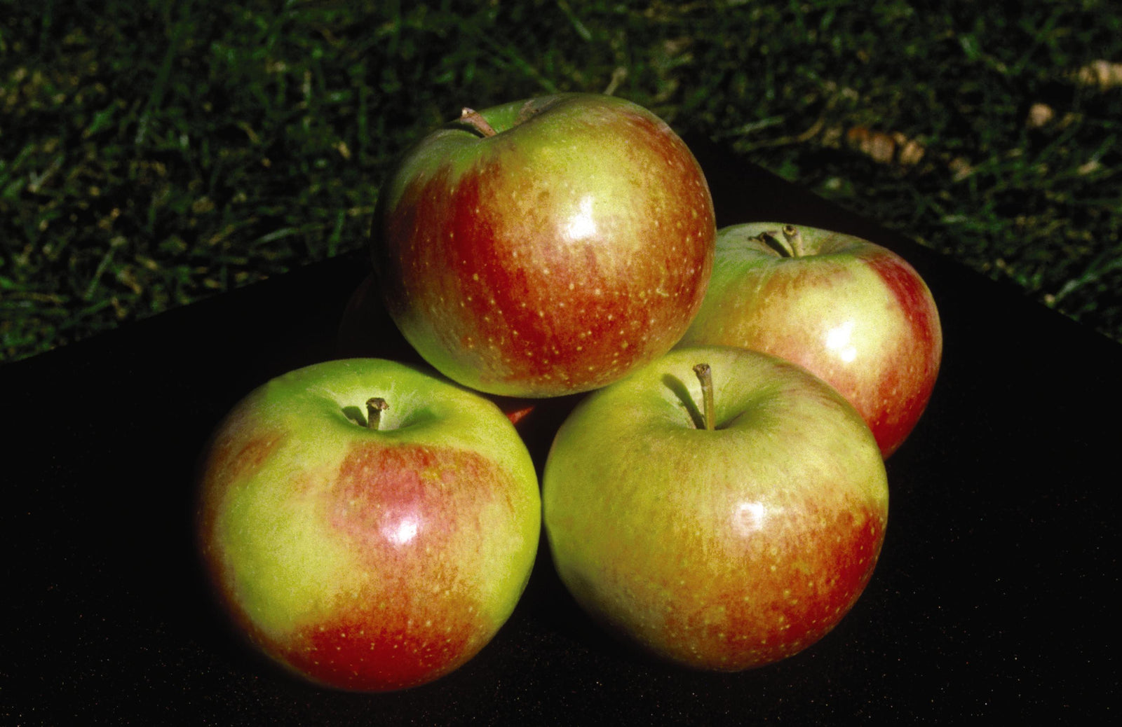 Apple Wealthy Wealthy Apple