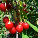 Cherry shrub Cupid CPBR4853 Cupid Cherry