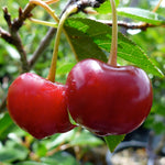Cherry shrub Juliet CPBR4110 Juliet Cherry