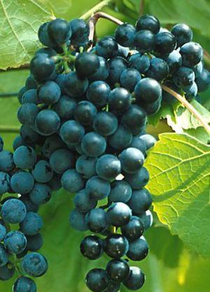 Grape De Chaunac Grape