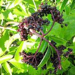 Elderberry York York Elderberry