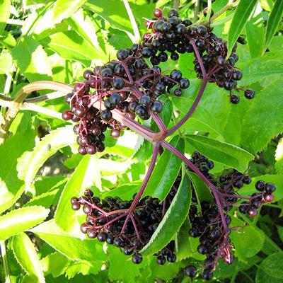 Elderberry York York Elderberry